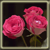 rosa_89