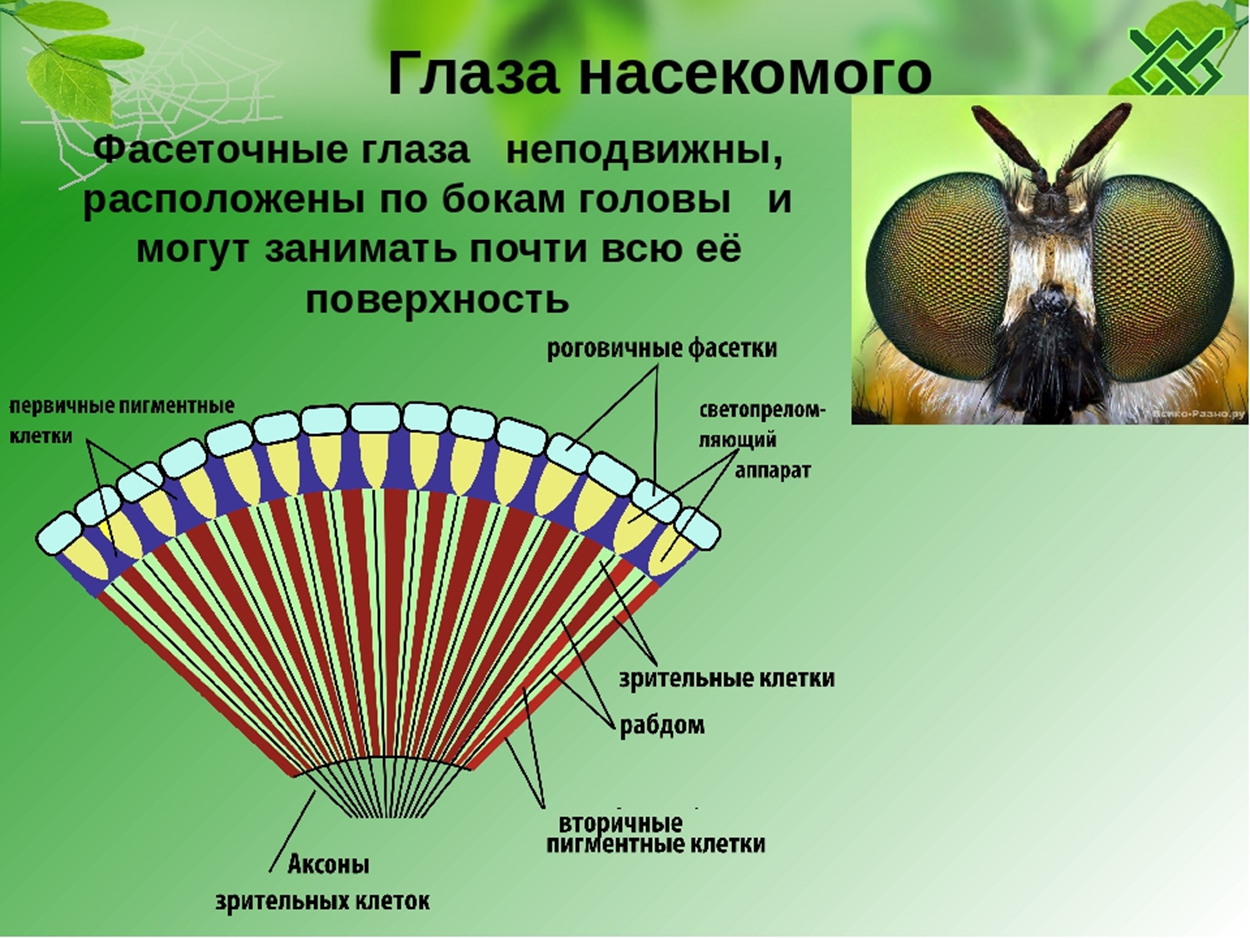 Загадки природы — зрение насекомых